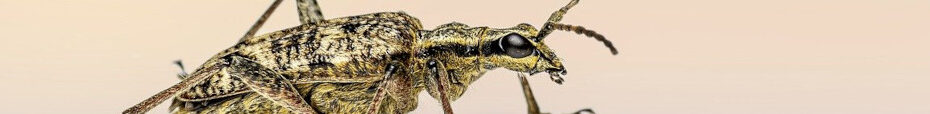 Image of a Longhorn beetle CC0