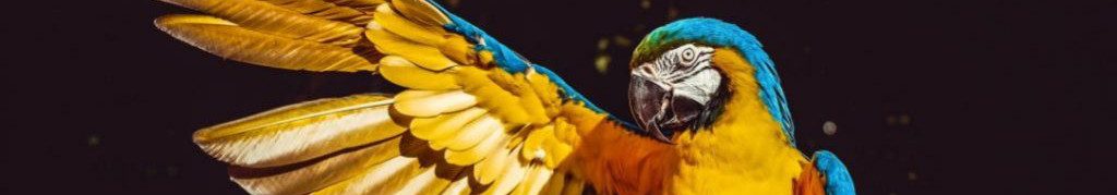 Image of a Macaw welcoming you cc0