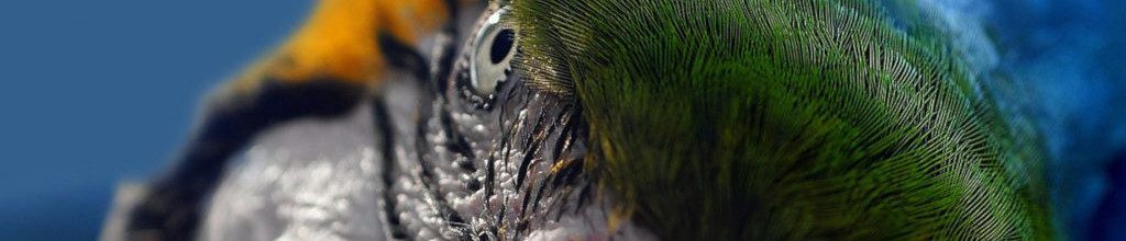 Image of a Macaw face cc0