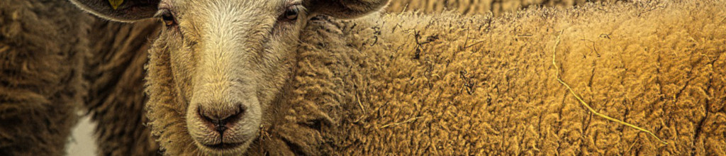 Image of a Merino lamb cc0