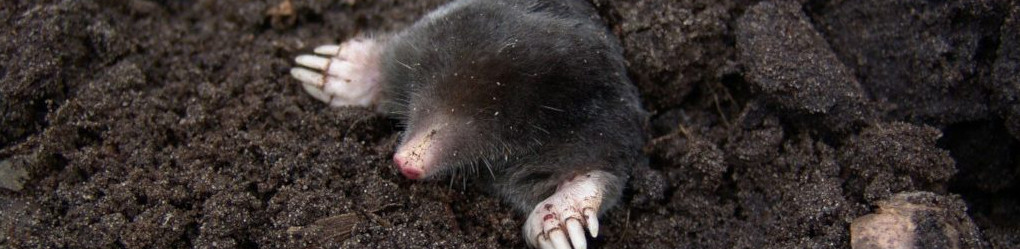 Image of a mole and baby cc0