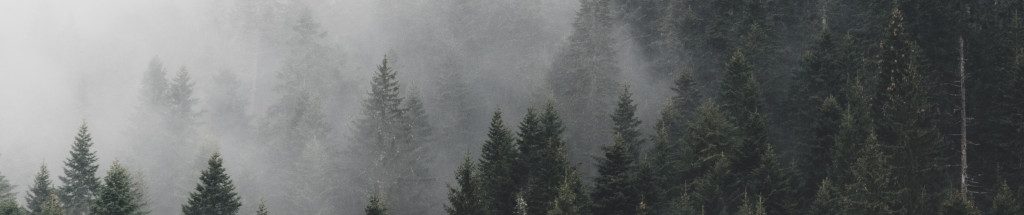 Image of misty Montenegro forest cc0