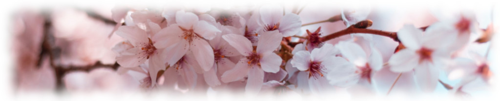 Image of pink blossom cc0