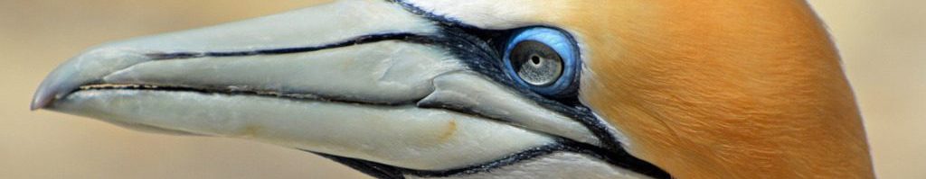 Image of a Gannet face cc0