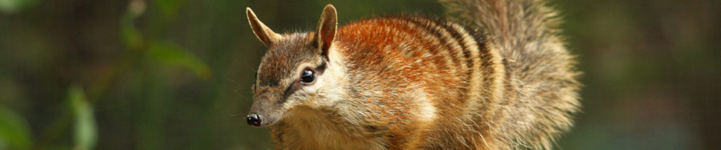 Image of a marsupial Numbat cc0