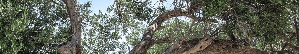 Image of an old Olive tree in Jerusalem cc0