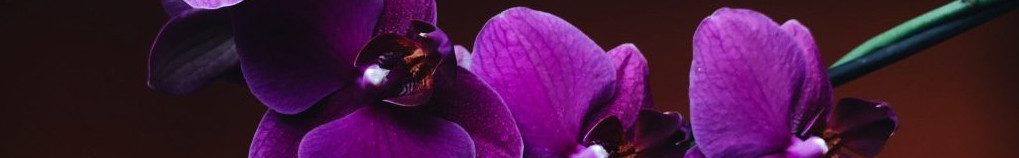 Image of purple Orchid flower cc0