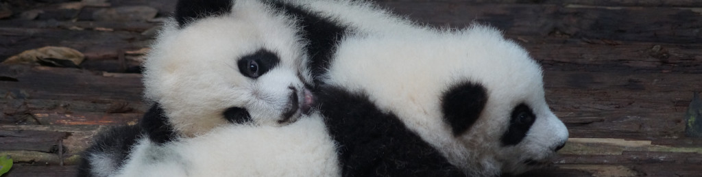 Image of two Giant Panda cubs cc0