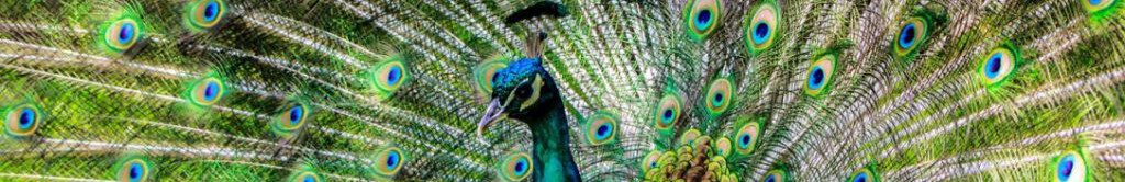 Image of a Peacock courting and displaying cc0