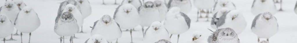 Image of Petrels roosting on ice cc0