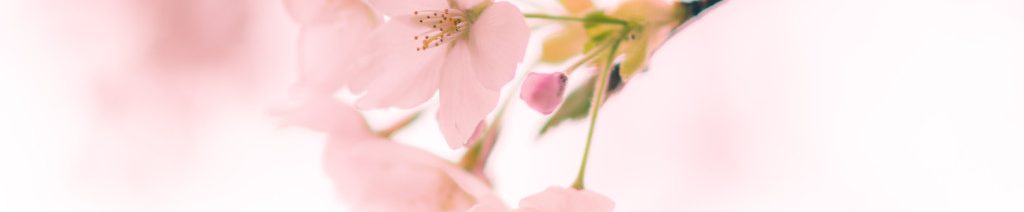 Image of pink blossom cc0