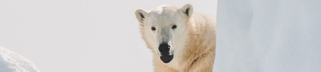 Image of Polar bear cc0