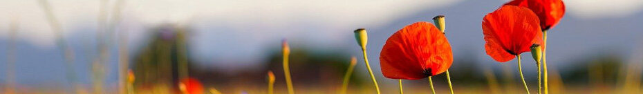 Image of a field of wild red poppies. CC0