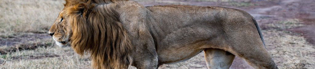 Image of a hungry Lion cc0