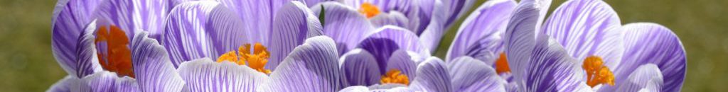 Image of Purple Crocusses CC0