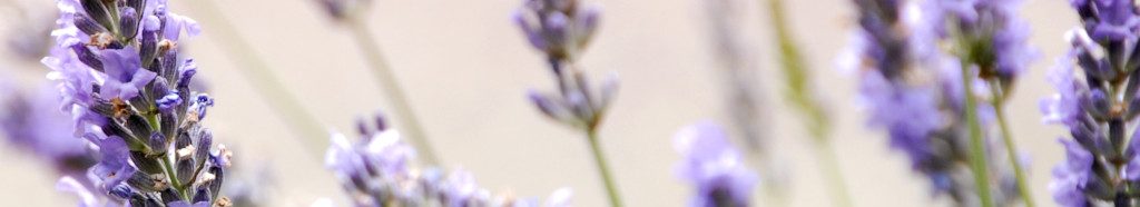 Image of Lavender stalks cc0