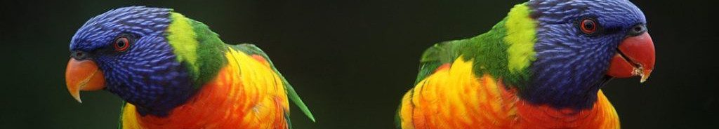 Image of two Rainbow Lorikeets cc0