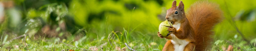 Image of a Red Squirrel cc0