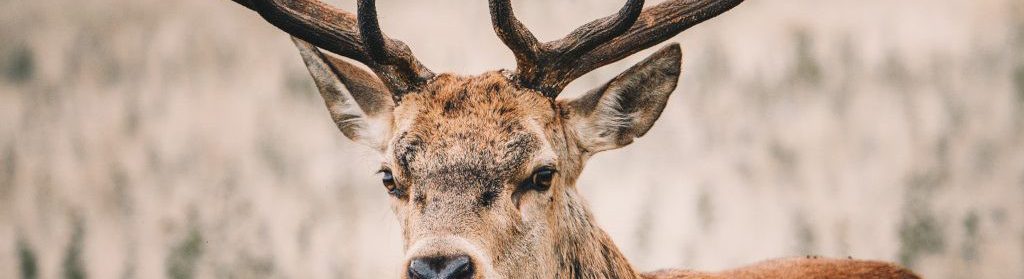 Image of Red Deer Stag cc0