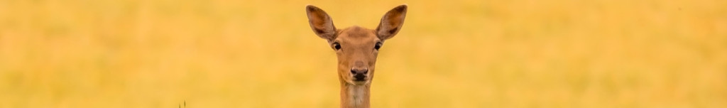 Image of a Romanian Red Deer Hind CC0