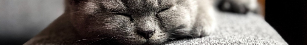 Image of a Russian Blue Cat CC0