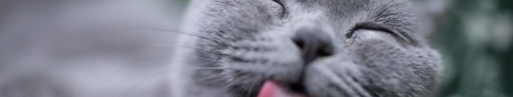 Image of a happy Russian Blue cat cc0