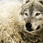 Image of a Wolf in sheep's clothing cc0