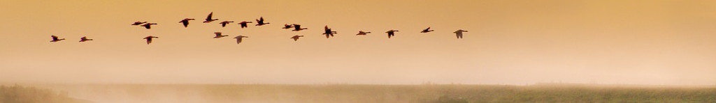 Image of a skein of Geese at dusk CC0