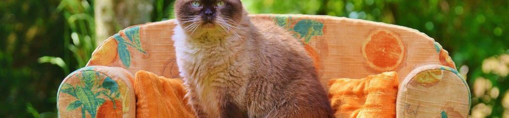 Image of a Burmese cat on a sofa cc0