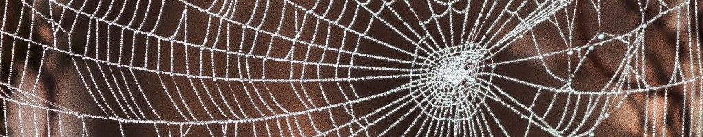 Image of dew on spider's web cc0