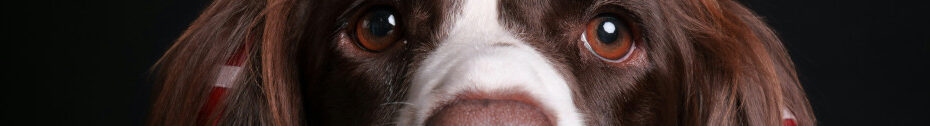 Image of a Springer Spaniel looking at you. CC0