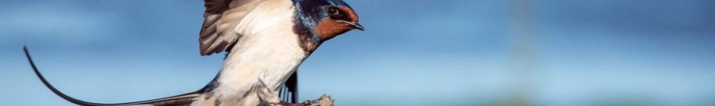 Image of a Swallow taking flight cc0