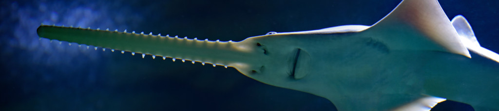 Image of a Swordfish cc0