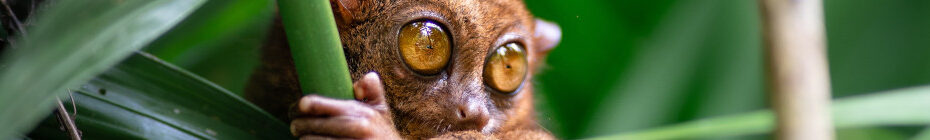 Image of a Tarsier CC0