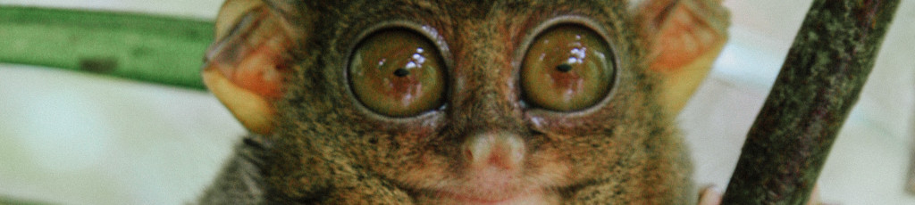 Image of a Tarsier cc0