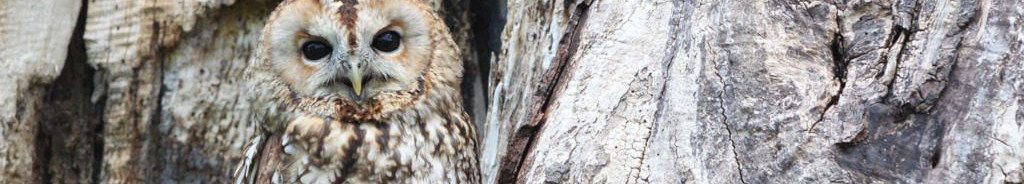 Image of a Tawny Owl roosting cc0