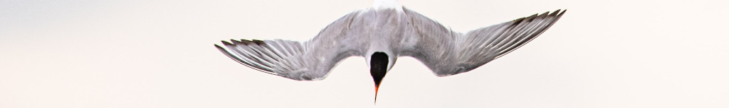 Image of a Black-capped Tern diving CC0