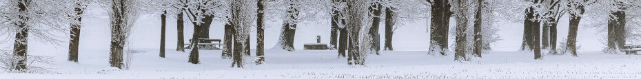 Image of trees in snow CC0