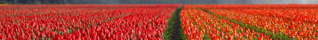 Image of Tulip field cc0