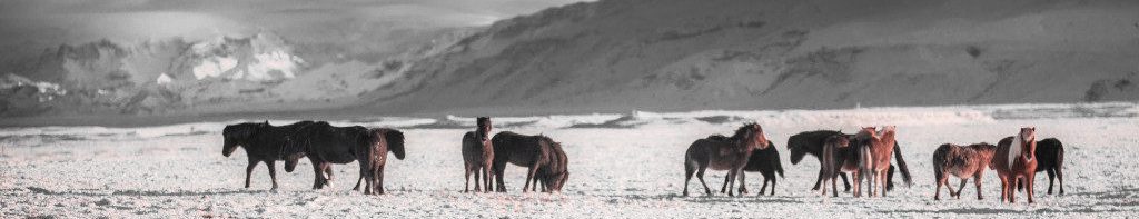 Image of Mongolian Steppes with Ponies in winter cc0