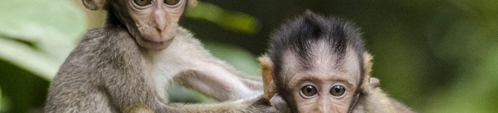 Image of baby Macaques cc0