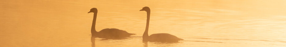 Image of two Mute Swans at dawn CC0