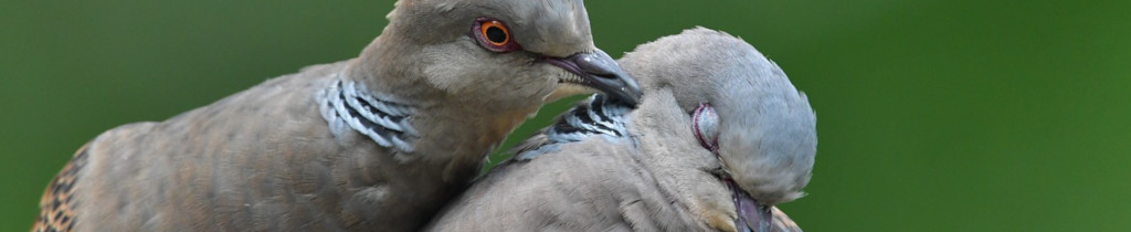 Image of Two Turtle Doves kissing cc0