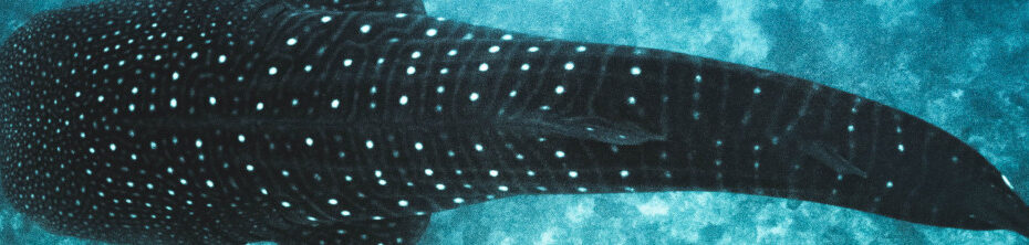 Image of a whaleshark CC0