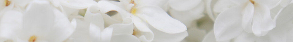 Image of white Lilies cc0