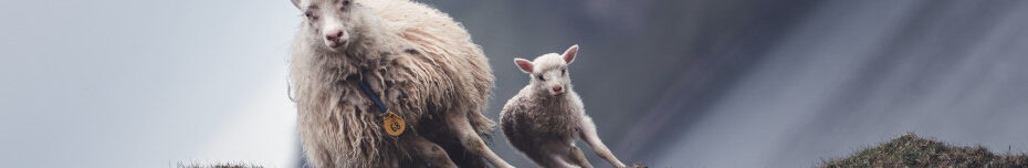 Image of Faroes Isle Ewe and lamb CC0