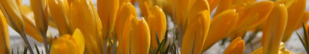 Image of yellow crocus flowers emerging through snow cc0