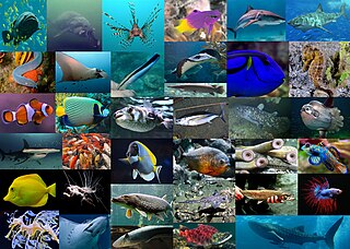 Image of varieties of fish. These images belong to their respective owners, CC0, via Wikimedia Commons