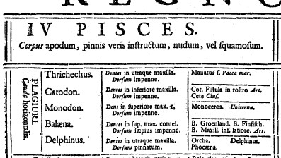 Image of 1735 Linnaean taxonomy of Pisces (Fish) which includes Whales. Carl Linnaeus, Public domain, via Wikimedia Commons