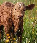 Image of a Charolais calf. Used by permission